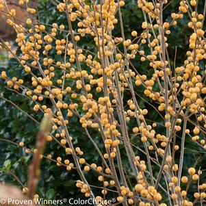 Ilex verticillata Berry Heavy® Gold