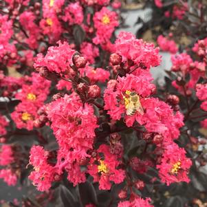 Lagerstroemia indica Center Stage® Pink