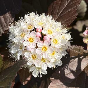 Physocarpus opulifolius Ginger Wine®