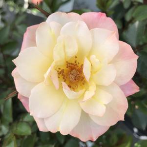 Rose Oso Easy Italian Ice®