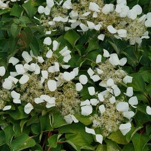 Schizophragma hydrangeoides Flirty Girl®