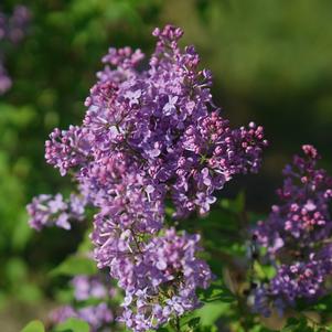 Syringa x hyacinthiflora Scentara Pura®