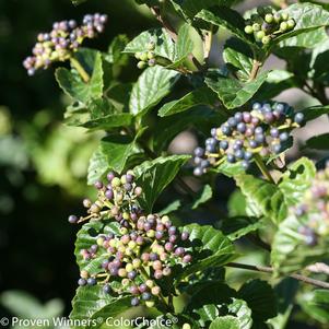 Viburnum dentatum var. deamii Glitters & Glows®