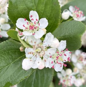 Aronia melanocarpa Low Scape Snowfire®