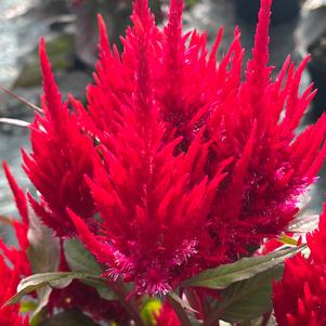 Celosia 'New Look'