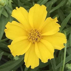 Coreopsis Li'l Bang™ Goldilocks