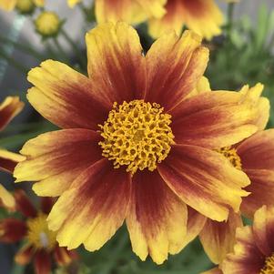 Coreopsis Li'l Bang™ 'Riding Hood'