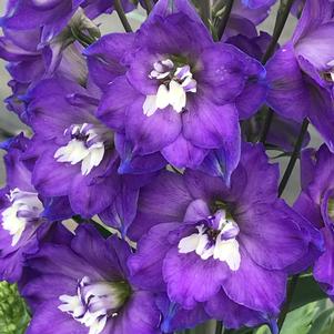 Delphinium Delgenius™ Glitzy