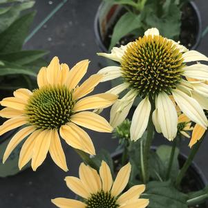 Echinacea purpurea Mellow Yellows