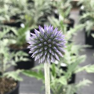 Echinops ritro Veitch's Blue