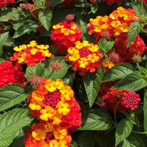 Lantana Luscious® Citrus Blend™