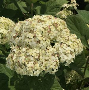 Hydrangea arborescens Invincibelle Sublime™