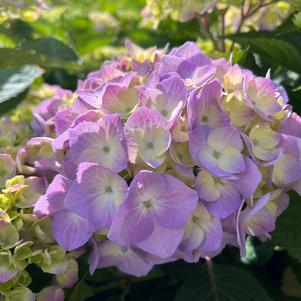 Hydrangea macrophylla x serrata Let's Dance Sky View®