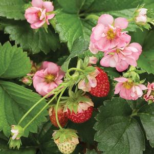 Fragaria Berried Treasure® Pink