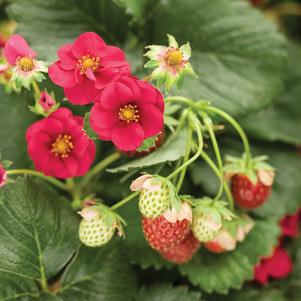 Fragaria Berried Treasure® Red