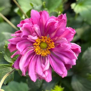 Anemone Fall in Love® 'Sweetly'