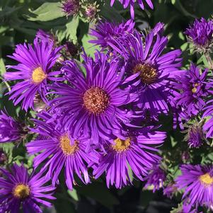 Aster novae-angliae 'Grape Crush'