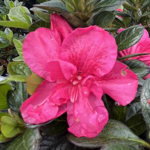 Azalea Perfecto Mundo® Double Dark Pink