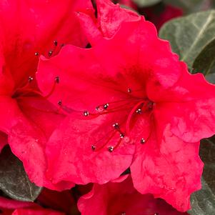 Azalea Perfecto Mundo® Red