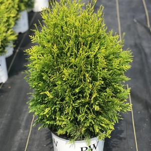 Thuja occidentalis Cheer Drops®