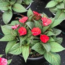 Impatiens SunPatiens® Compact Deep Red