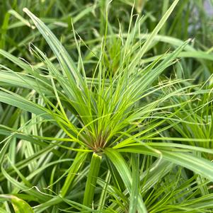 Cyperus Graceful Grasses® Prince Tut™