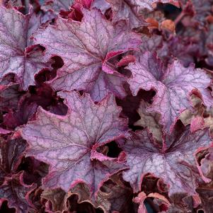 Heuchera hybrid GRANDE™ 'Amethyst'