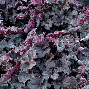 Heuchera hybrid GRANDE™ 'Black'