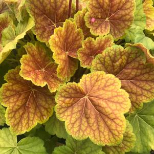 Heuchera Northern Exposure™ Sienna