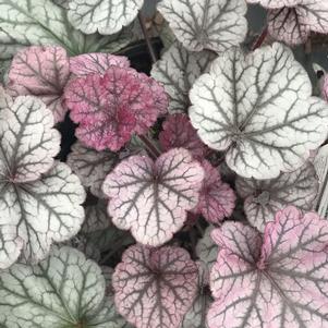 Heuchera Northern Exposure™ Silver