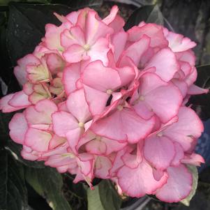 Hydrangea macrophylla Kimono™