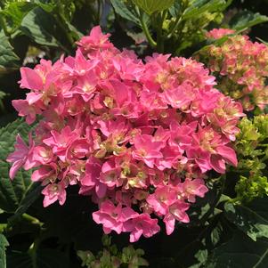 Hydrangea macrophylla Starfield™