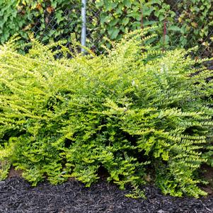 Lonicera nitida Thunderbolt®