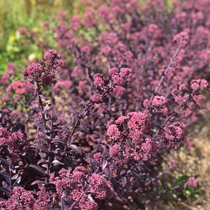 Sedum Mojave Jewels™ Diamond