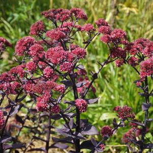 Sedum Mojave Jewels™ Ruby