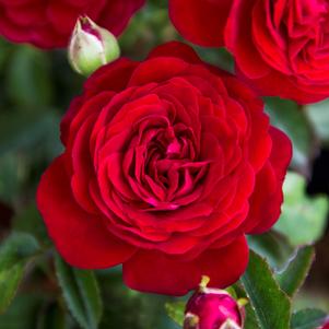 Rose True Bloom® True Love™