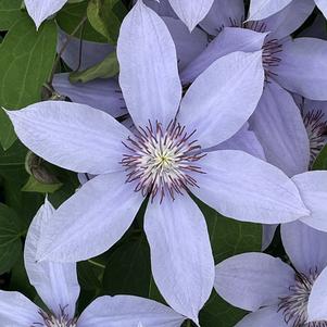 Clematis Bernadine™