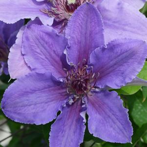 Clematis Ines™