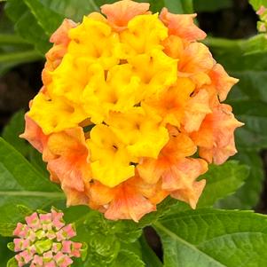 Lantana Bandolista™ Mango