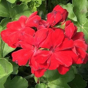 Geranium Calliope® Large Dark Red