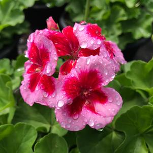 Geranium Calliope® Large Rose Mega Splash