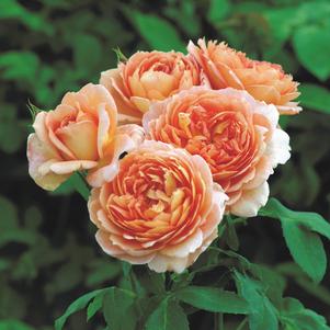 Rose David Austin® Carding Mill®