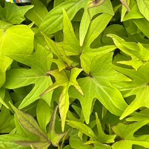 Ipomoea Sweet Caroline Upside™ Key Lime