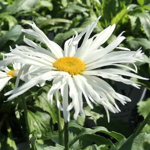 Leucanthemum superbum 'Spun Silk'