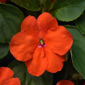 Impatiens Beacon® Orange