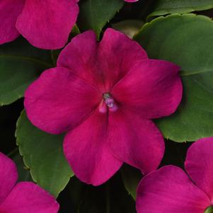 Impatiens Beacon® Violet Shades