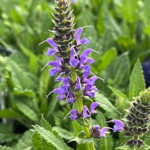 Salvia nemorosa 'Blue by You'