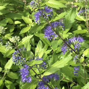 Caryopteris clandonensis 'Gold Crest'