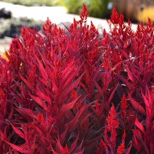 Celosia 'Dragon's Breath'