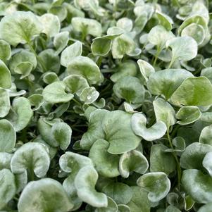 Dichondra Silver Falls